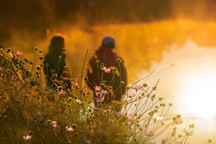 Blommor på äng i orange ljus