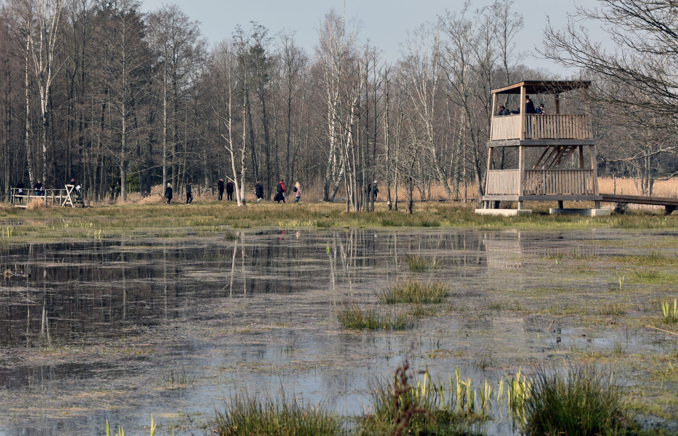 Fågeltorn vid våtmark