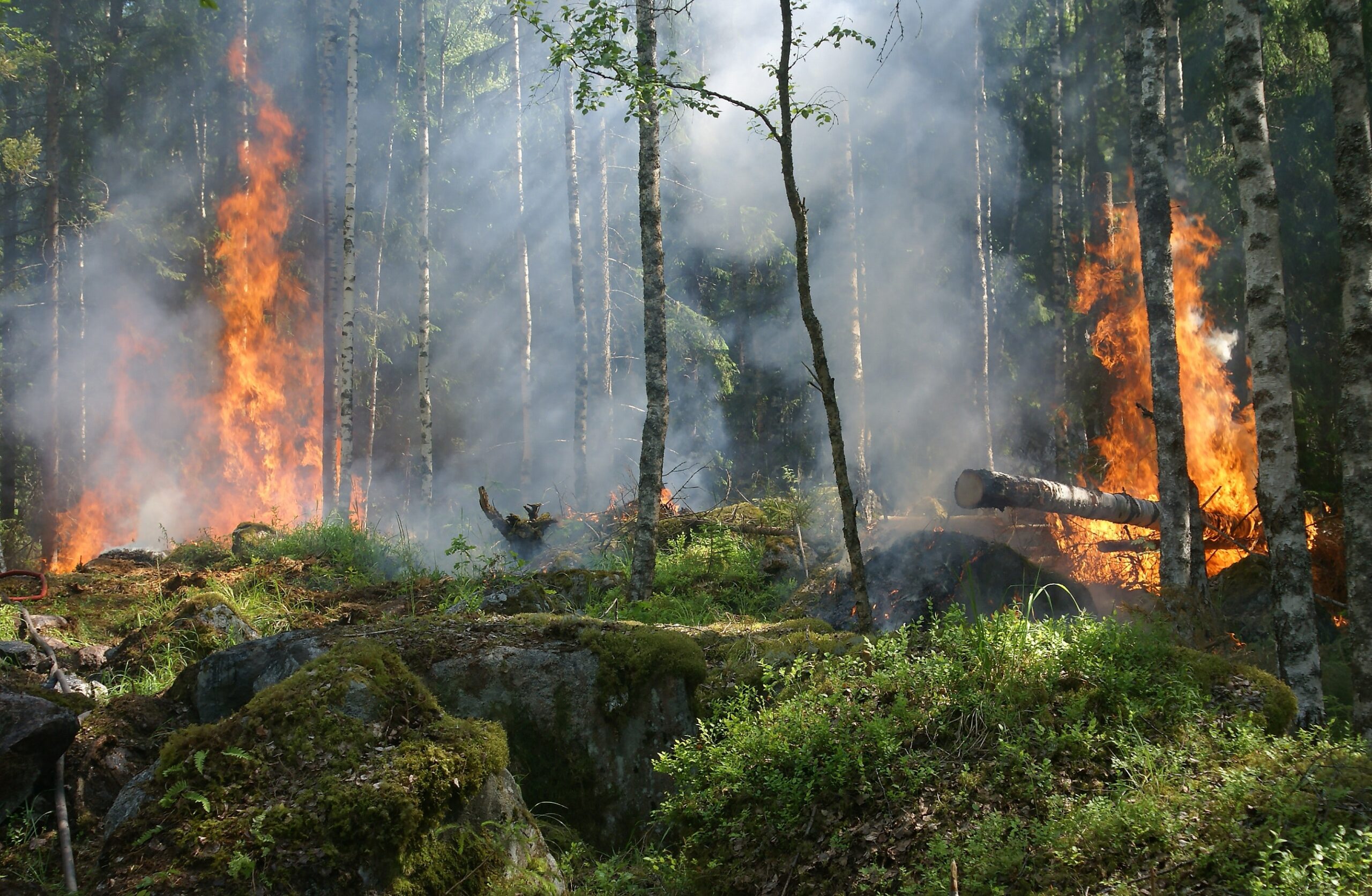 Träd brinner i skogen.