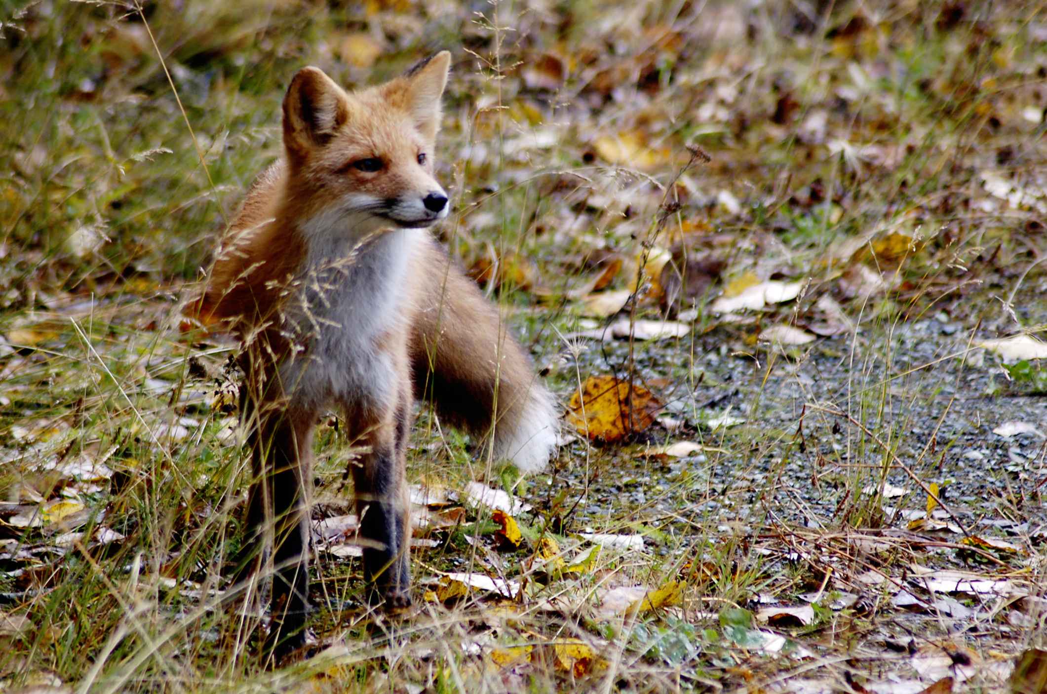 En rödräv står vid kanten av en skogsväg.