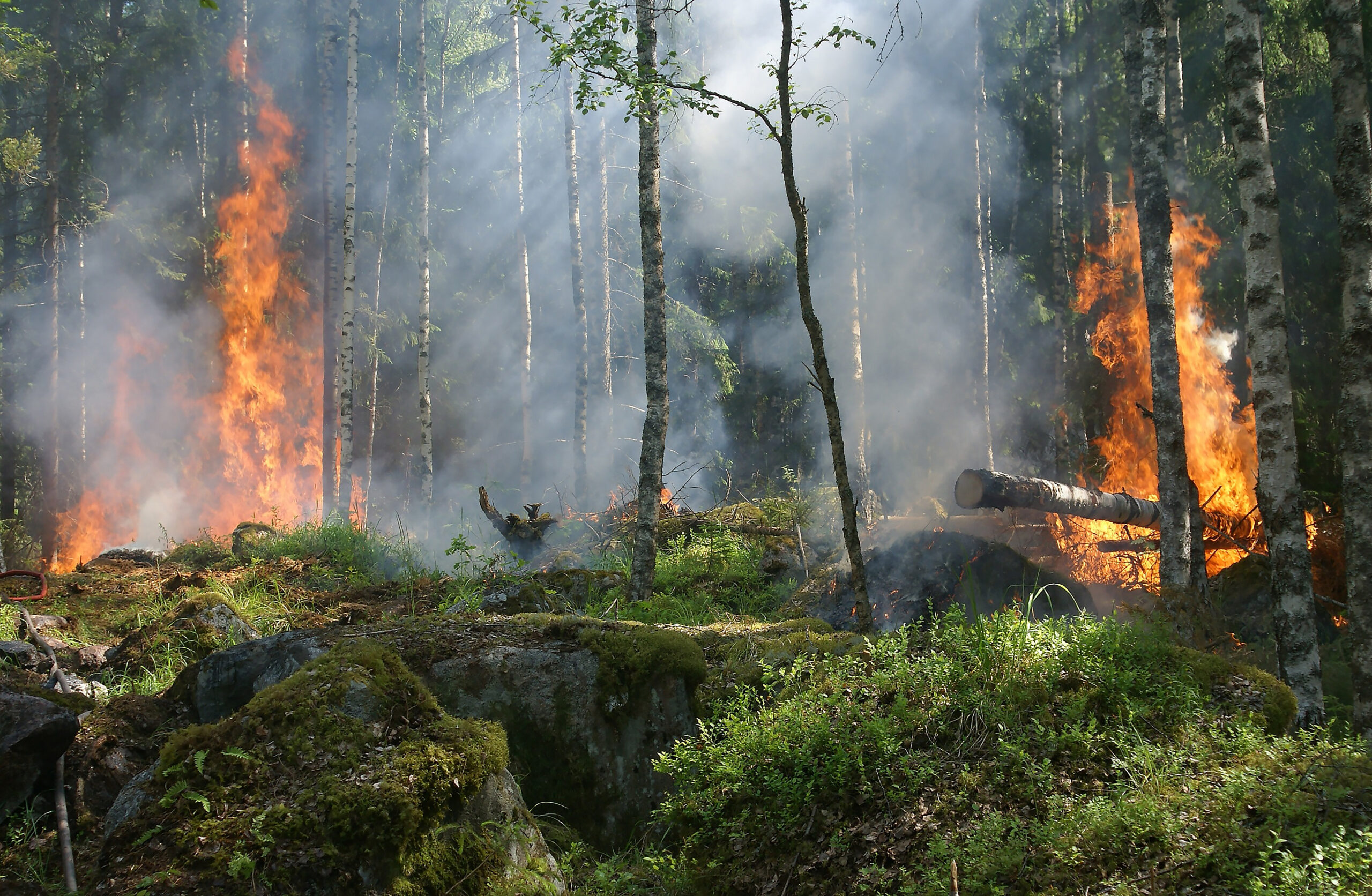 Skogsbrand med öppna lågor bland mossa och trädstammar