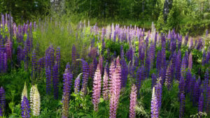 Blomsterlupiner blommar i rosa, vitt och lila på en äng. 