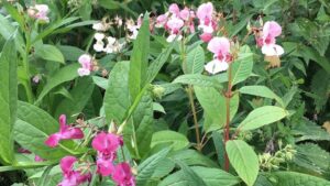 Jättebalsamin blommar med ljust rosa och mörkt rosa blommor.