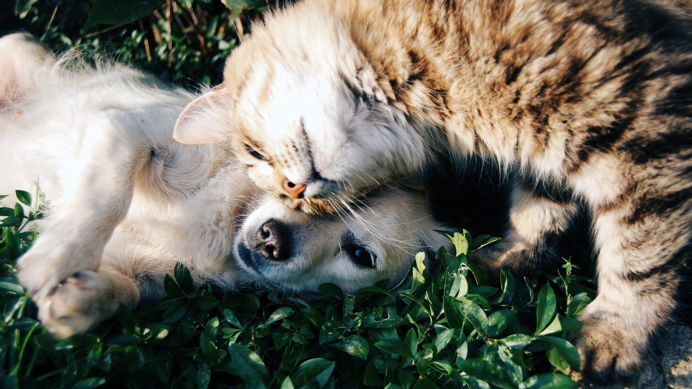 En katt kelar med en hund som ligger ner på marken. Djuren är vänskapliga mot varandra.