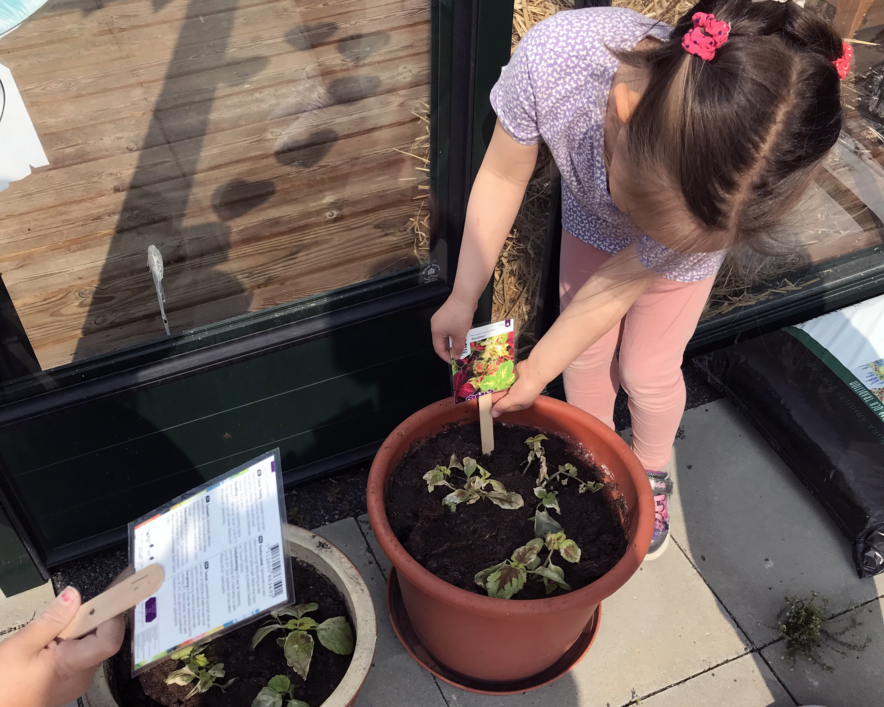 Förskolebarn planterar i växthus