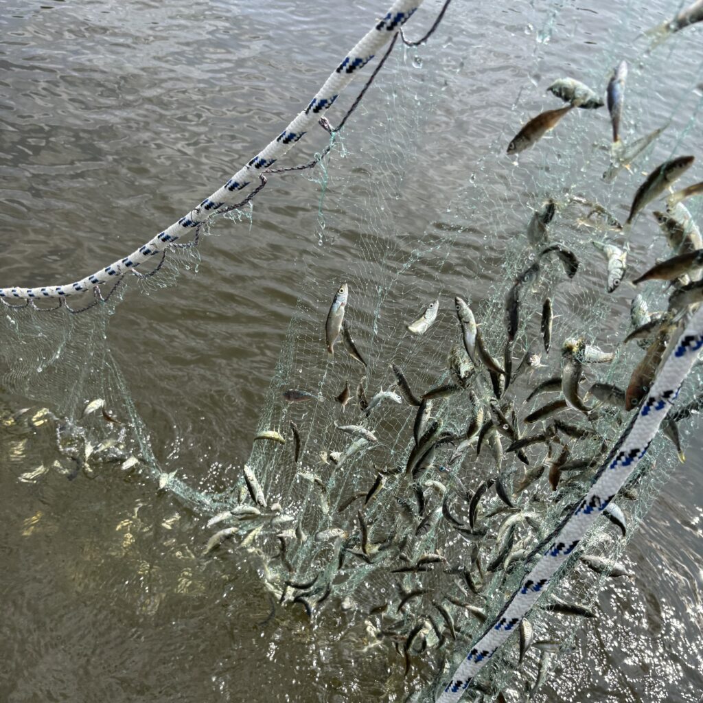 fiskenät med spigg