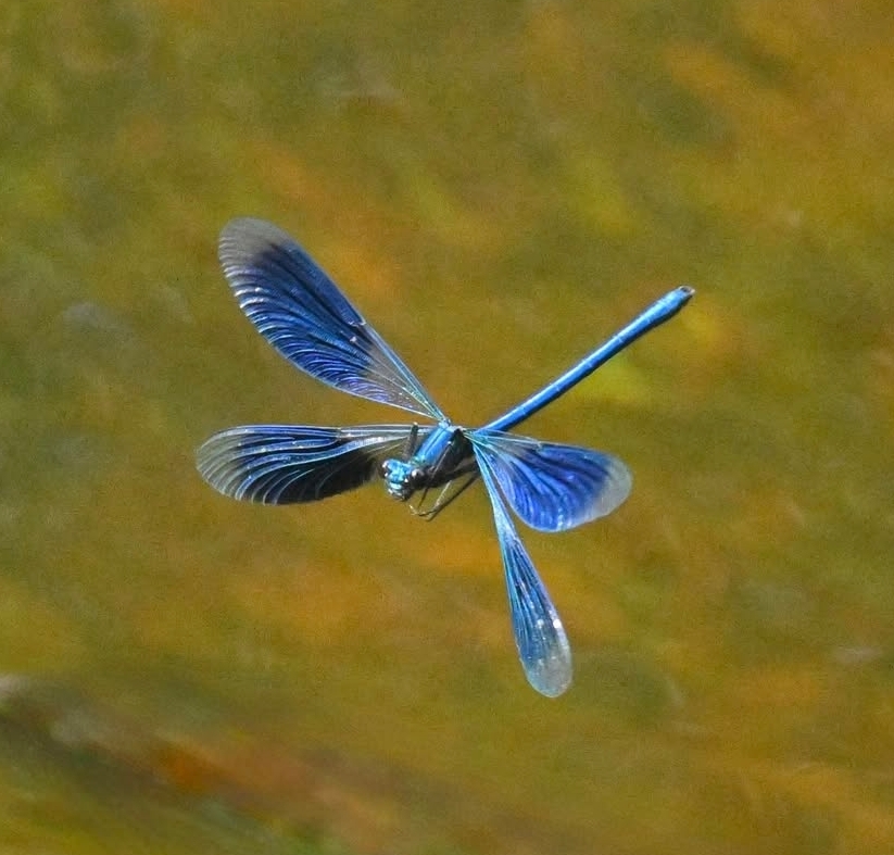 Blå slända, foto: Conny Johansson
