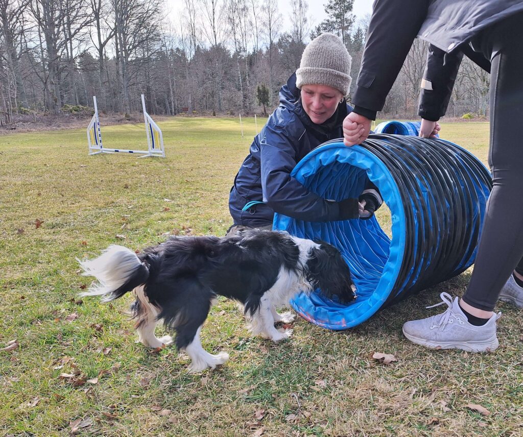 Hundträning vid tunnel, Mönsterås Brukshundsklubb.